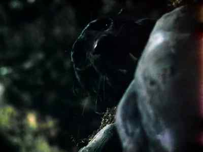 Thieves. Vultures. - Jungle Book