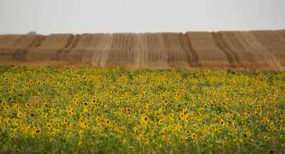 -Think about a place
like the Dakotas, - The Pollinators
