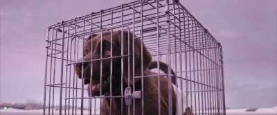 Third life was Marie-Antoinette… - Cat and Dog