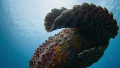 Thirteen spines on its dorsal fin, - Super/Natural