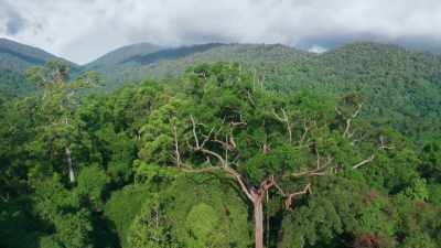 This 400-square-mile area is home
to Borneo's largest remaining - Seven Worlds, One Planet
