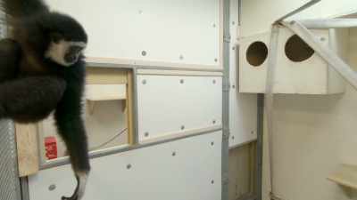 This is a big step for sienna, - Secrets of the Zoo