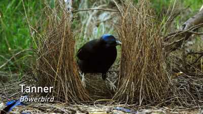 This is a bowerbird named Tanner. - Absurd Planet