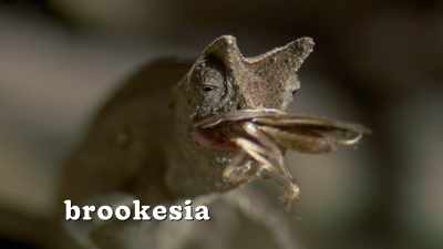 This is a brookesia chameleon, - Absurd Planet