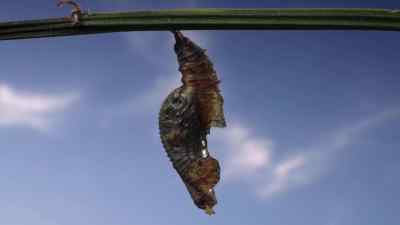 This is a chrysalis. - Micro Monsters with David Attenborough