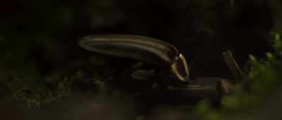 This is a classic example
of a predator using mimicry. - Alien Worlds