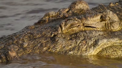 This is a day the crocodiles
have been waiting for. - A Year on Planet Earth