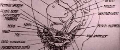 This is a drawing
made by a woman - The Disappearance of Shere Hite