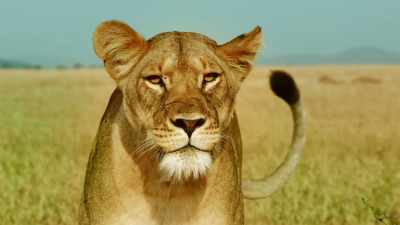 This is a fight Kali cannot win... - Serengeti