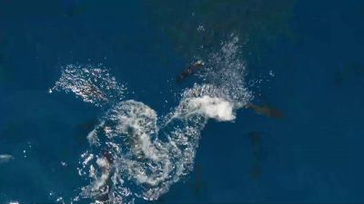 This is a highly coordinated hunt. - Our Planet