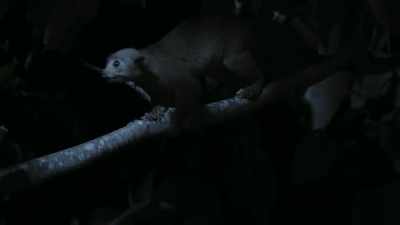 This is a kinkajou, - The Green Planet