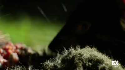 This is a land of black devils... - David Attenborough's Tasmania