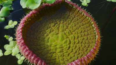 This is a leaf of the
giant water lily. - The Green Planet