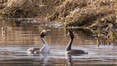 This is a male and a female
and they both put in the same effort, - Wild Nordic
