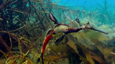 This is a male - Blue Planet II
