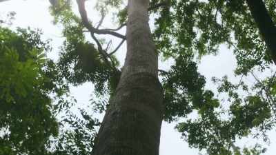 This is a poison arrow tree, - The Green Planet