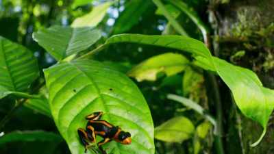 This is a poison dart frog. - Seven Worlds, One Planet
