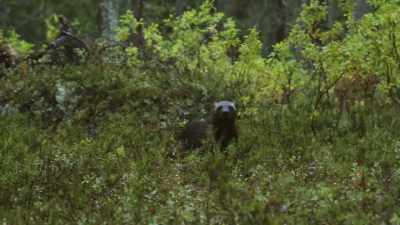 This is a rare glimpse
of a super-hero hunter at work. - Wild Nordic