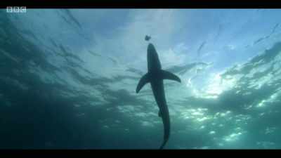 This is a really big problem
for the species of fish that prey - Extinction: The Facts