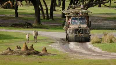 This is a really fantastic day. - Magic of Disney's Animal Kingdom