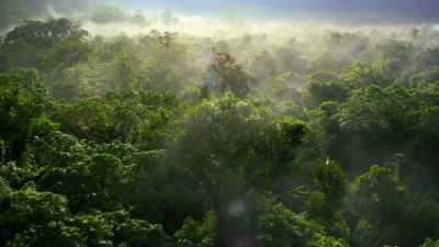 This is a tropical forest. - Our Planet