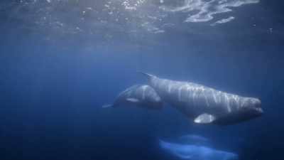 "This is a very lucky young whale." - Secrets of the Whales