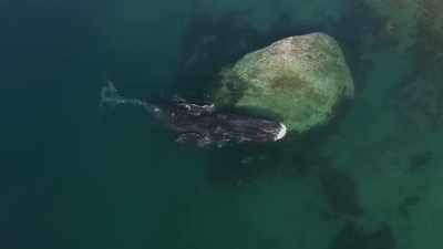 This is a whale health spa. - Frozen Planet II