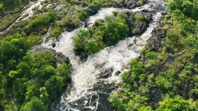 This ability allows plants to thrive - The Green Planet