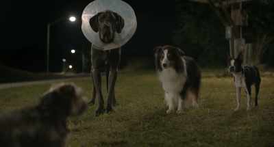 This is about
every single one of them - Strays