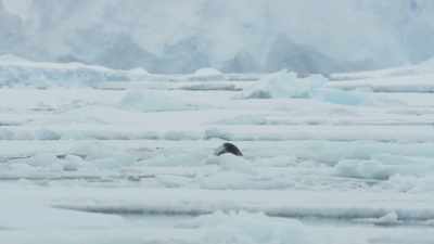 This is absolutely incredible, - Frozen Planet II