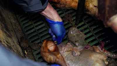 This is actually a dead piglet inside of a sack. - Pignorant