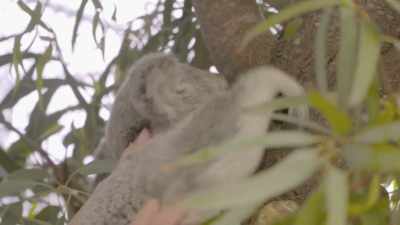This is actually very natural; - Secrets of the Zoo