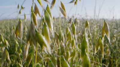 This adaptation is useful
for the plant, - The Green Planet