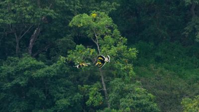 This aerial jousting between males has never been filmed before - Our Planet