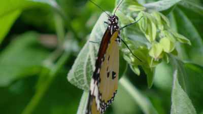 This African queen butterfly,
like the ladybird, - Attenborough's Life in Colour