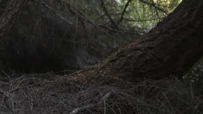 This all looks like natural
opportunistic use. - Expedition Bigfoot