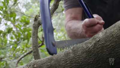 This allowed the Bidjigal People
to harvest and split trunks easily - Aussie Inventions That Changed The World