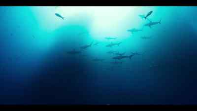 This allows seamounts
to become a meeting place. - Our Oceans