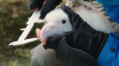 'This allows the scientists - A Year on Planet Earth