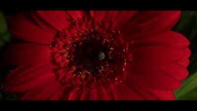 This ambassador thing is
threatening to spiral out of control. - Black Doves