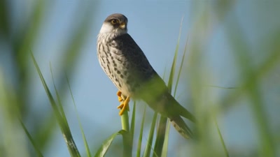 'This Amur falcon - A Year on Planet Earth