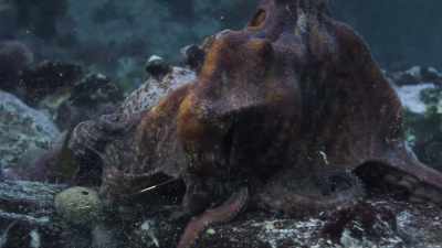 This is an animal that is strategizing - My Octopus Teacher