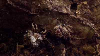 This is an assassin bug. - Micro Monsters with David Attenborough
