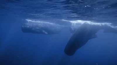 "This is an entirely different
language," - Secrets of the Whales