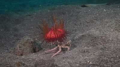 This is an urchin crab, - Absurd Planet