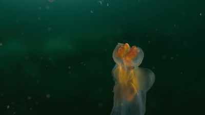 This angel has a devilish side. - Planet Earth III