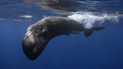 This animal that for so long
has been portrayed as a monster... - Secrets of the Whales