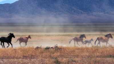 This animal will carry you
on his back - The American Buffalo