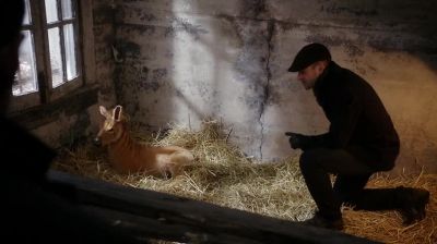 This animal's not a zebra. - Elementary