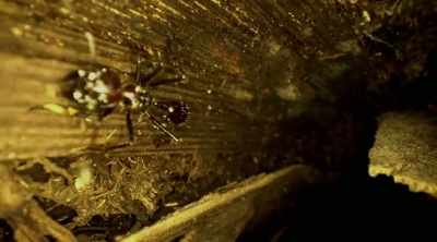 This arthropod delivers
a sting so brutal, - Kings of Pain